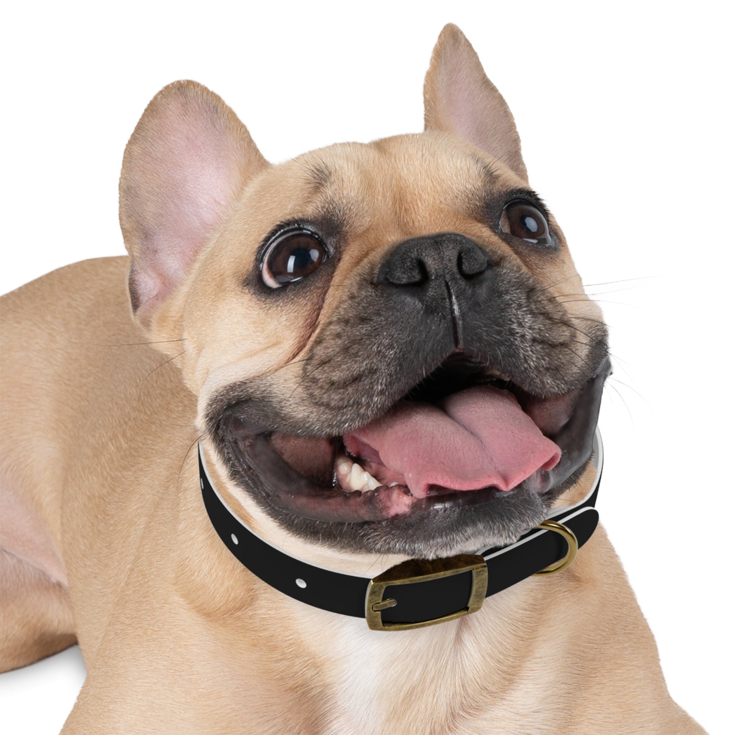 Xclusive: Cancerslug Collar Accessory (Made for "Dogs" - Please Read Description Closely)
